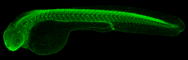 Anti-Akt3 antibody used in IHC (Whole mount) (IHC-Wm). GTX127923