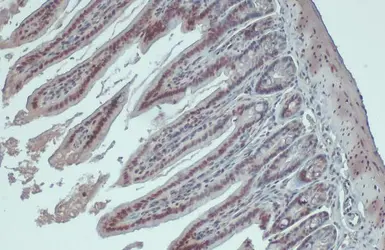Anti-hnRNP A2B1 antibody used in IHC (Paraffin sections) (IHC-P). GTX127928