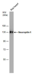 Anti-Neuropilin 1 antibody used in Western Blot (WB). GTX127947