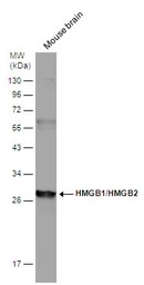 Anti-HMGB1 + HMGB2 antibody used in Western Blot (WB). GTX127972