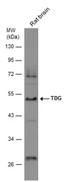 Anti-TDG antibody used in Western Blot (WB). GTX127975
