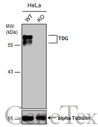 Anti-TDG antibody used in Western Blot (WB). GTX127975