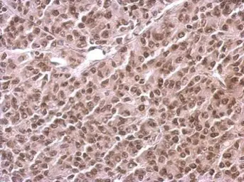 Anti-Histone H3 antibody used in IHC (Paraffin sections) (IHC-P). GTX127985
