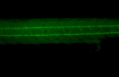Anti-Col2a1a antibody used in IHC (Whole mount) (IHC-Wm). GTX127988