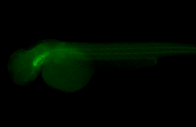 Anti-Col2a1a antibody used in IHC (Whole mount) (IHC-Wm). GTX127988