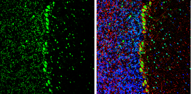 Anti-CFDP1 antibody used in IHC (Frozen sections) (IHC-Fr). GTX128023