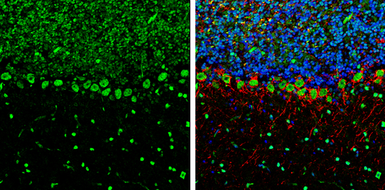 Anti-CFDP1 antibody used in IHC (Frozen sections) (IHC-Fr). GTX128024