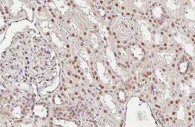 Anti-CFDP1 antibody used in IHC (Paraffin sections) (IHC-P). GTX128024