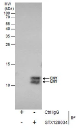 Anti-ENY2 antibody used in Immunoprecipitation (IP). GTX128034