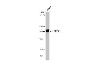 Anti-PREX1 antibody used in Western Blot (WB). GTX128036