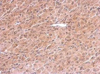 Anti-PREX1 antibody used in IHC (Paraffin sections) (IHC-P). GTX128036