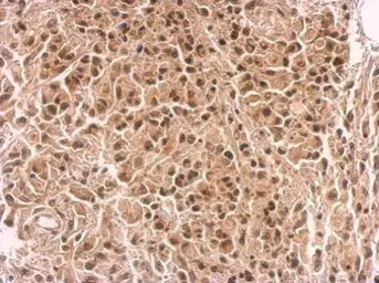 Anti-IKZF4 antibody used in IHC (Paraffin sections) (IHC-P). GTX128043