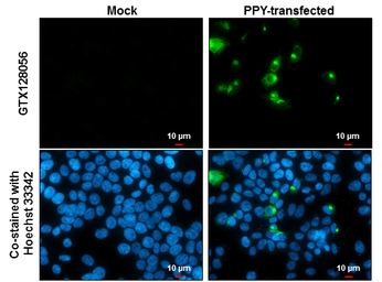 Anti-Pancreatic Polypeptide antibody used in Immunocytochemistry/ Immunofluorescence (ICC/IF). GTX128056