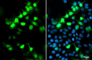 Anti-S Tag antibody used in Immunocytochemistry/ Immunofluorescence (ICC/IF). GTX128060