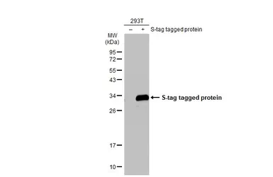 Anti-S Tag antibody used in Western Blot (WB). GTX128060