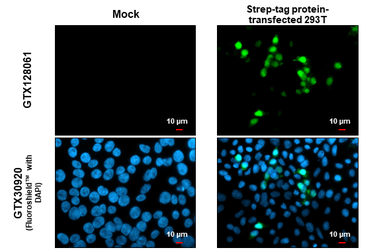 Anti-Strep epitope Tag antibody used in Immunocytochemistry/ Immunofluorescence (ICC/IF). GTX128061