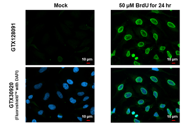 Anti-BrdU antibody used in Immunocytochemistry/ Immunofluorescence (ICC/IF). GTX128091
