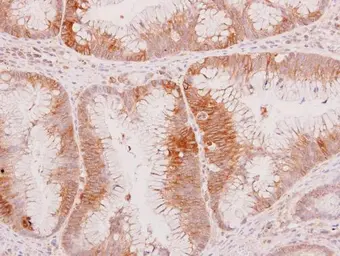 Anti-Wnt8a antibody used in IHC (Paraffin sections) (IHC-P). GTX128108