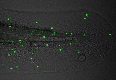 Anti-Histone H3S10ph (phospho Ser10) antibody used in IHC (Whole mount) (IHC-Wm). GTX128116