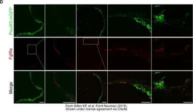 Anti-Fgf8a antibody used in IHC (Frozen sections) (IHC-Fr). GTX128126