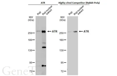 Anti-ATR antibody used in Western Blot (WB). GTX128146