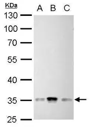 Anti-CDC2 (phospho Tyr15) antibody used in Western Blot (WB). GTX128155