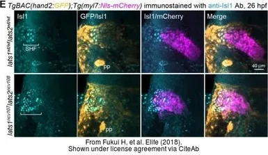 Anti-Isl1 antibody used in IHC (Whole mount) (IHC-Wm). GTX128201