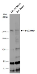 Anti-DSCAML1 antibody used in Western Blot (WB). GTX128231