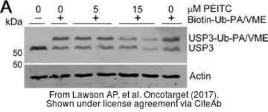 Anti-USP3 antibody used in Western Blot (WB). GTX128238