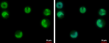 Anti-USP3 antibody used in Immunocytochemistry/ Immunofluorescence (ICC/IF). GTX128238