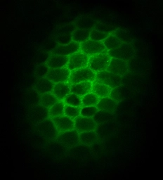 Anti-DeltaD antibody used in IHC (Whole mount) (IHC-Wm). GTX128277