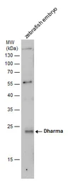 Anti-Dharma antibody used in Western Blot (WB). GTX128289