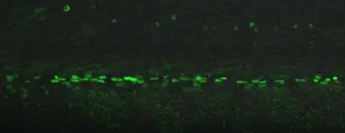 Anti-Eng2a antibody used in IHC (Whole mount) (IHC-Wm). GTX128301