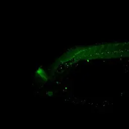 Anti-Eng2a antibody used in IHC (Whole mount) (IHC-Wm). GTX128301
