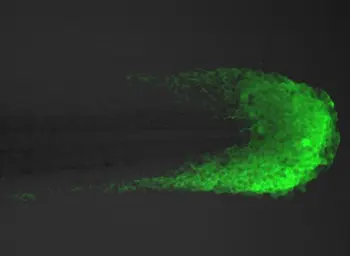 Anti-Tbx6 antibody used in IHC (Whole mount) (IHC-Wm). GTX128302