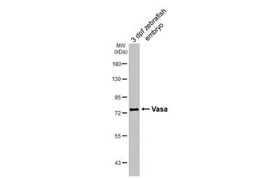 Anti-Vasa antibody used in Western Blot (WB). GTX128306