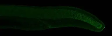Anti-Eve1 antibody used in IHC (Whole mount) (IHC-Wm). GTX128318