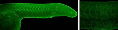 Anti-Pcdh8 antibody used in IHC (Whole mount) (IHC-Wm). GTX128328