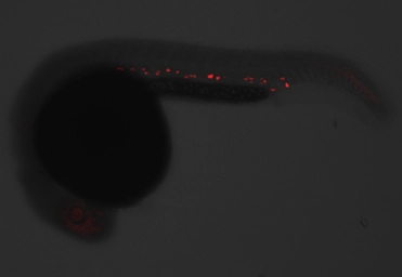 Anti-Gata1a antibody used in IHC (Whole mount) (IHC-Wm). GTX128333