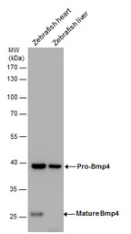 Anti-Bmp4 antibody used in Western Blot (WB). GTX128348