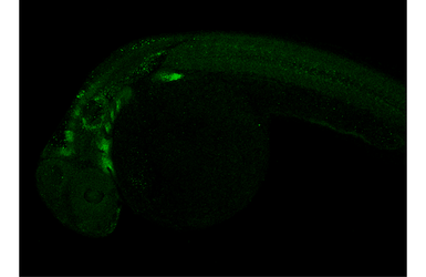 Anti-Sox9a antibody used in IHC (Whole mount) (IHC-Wm). GTX128370