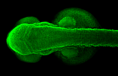 Anti-Mib antibody used in IHC (Whole mount) (IHC-Wm). GTX128382