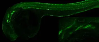 Anti-Alcama antibody used in IHC (Whole mount) (IHC-Wm). GTX128399