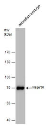 Anti-Hsp70l antibody used in Western Blot (WB). GTX128403