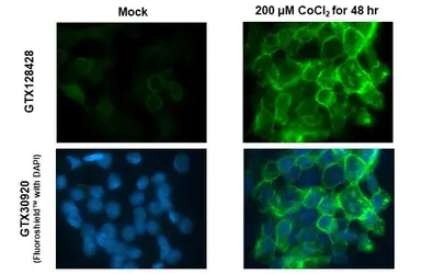 Anti-Carbonic Anhydrase IX antibody used in Immunocytochemistry/ Immunofluorescence (ICC/IF). GTX128428