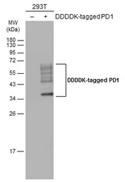 Anti-PD1 antibody used in Western Blot (WB). GTX128436