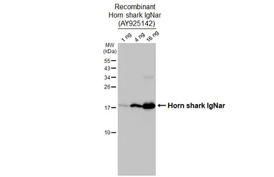 Rabbit Anti-Horn shark IgNar antibody. GTX128445