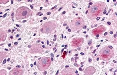 Anti-MRGX1 antibody used in IHC (Paraffin sections) (IHC-P). GTX12856