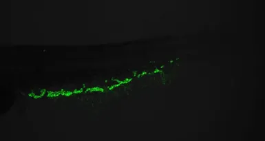 Anti-Hbae1 antibody used in IHC (Whole mount) (IHC-Wm). GTX128636