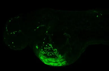 Anti-Hbae1 antibody used in IHC (Whole mount) (IHC-Wm). GTX128636